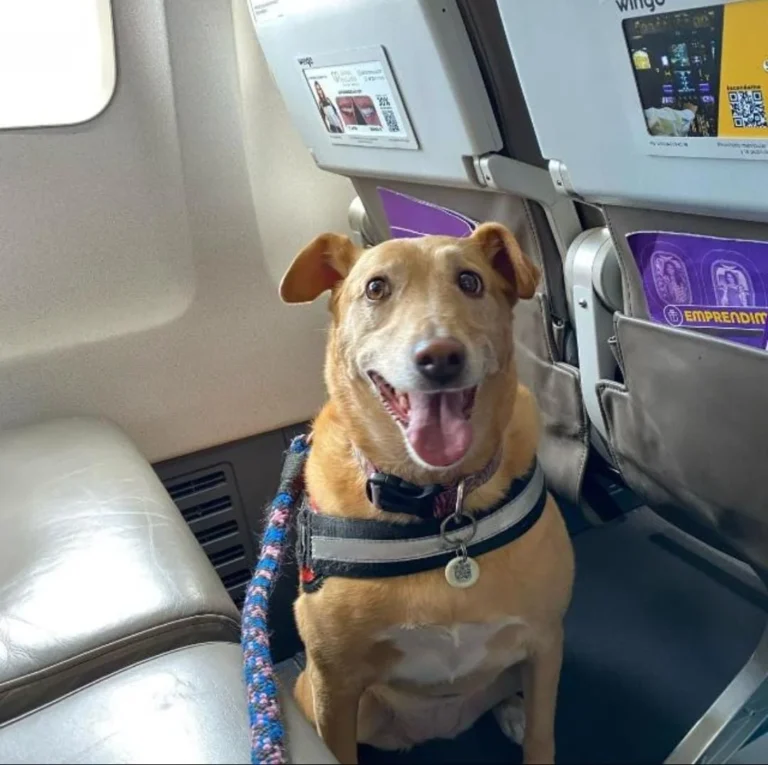 certificación profesional de perro de servicio