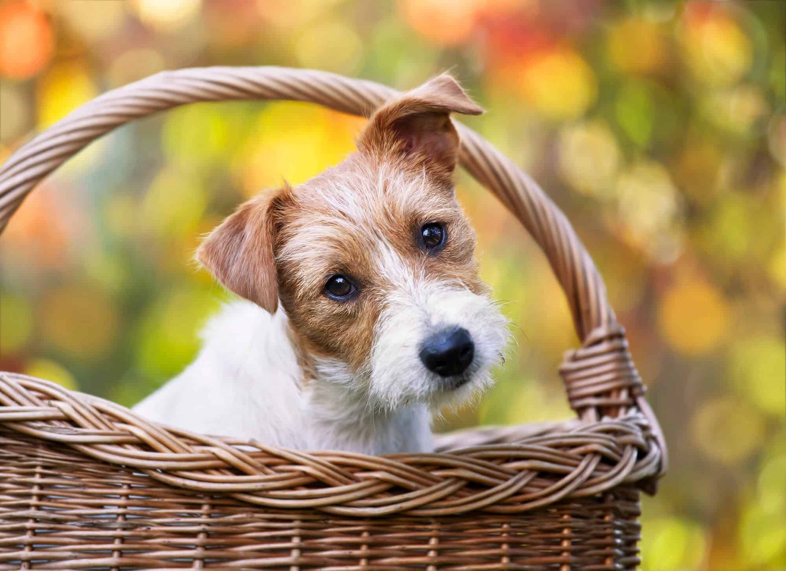 Maria Constanza Hoyos